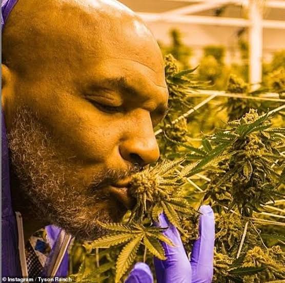 Mike Tyson having a feel of cannabis in his Tyson Ranch 