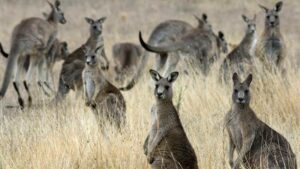 A mob of Kangaroo